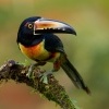 Arassari pestry - Pteroglossus torquatus - Collared Aracari 9508